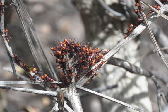 Ninho de gafanhotos no Parque Estadual da Pedra da Boca, na Paraíba, fronteira com Passa e Fica - RN